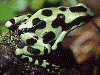 Dendrobates auratus