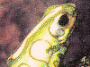 Dendrobates auratus
