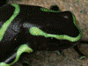 Dendrobates auratus