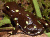 Dendrobates auratus