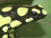 Dendrobates auratus