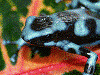 Dendrobates auratus