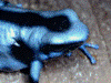 Dendrobates auratus