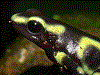 Dendrobates auratus