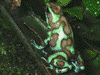 Dendrobates auratus