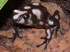 Dendrobates auratus