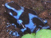 Dendrobates auratus