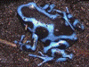 Dendrobates auratus