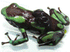 Dendrobates auratus