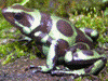 Dendrobates auratus