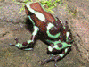 Dendrobates auratus