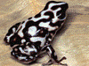 Dendrobates auratus