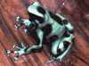 Dendrobates auratus