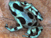 Dendrobates auratus