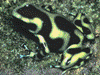 Dendrobates auratus