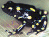 Dendrobates auratus