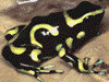 Dendrobates auratus