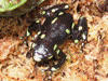 Dendrobates auratus