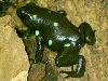 Dendrobates auratus