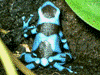 Dendrobates auratus