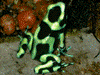 Dendrobates auratus