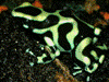 Dendrobates auratus