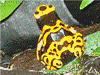 Dendrobates leucomelas