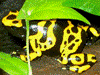 Dendrobates leucomelas