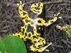 Dendrobates leucomelas