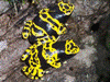 Dendrobates leucomelas