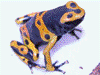 Dendrobates leucomelas