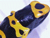 Dendrobates leucomelas