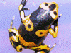 Dendrobates leucomelas