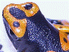 Dendrobates leucomelas