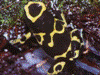 Dendrobates leucomelas