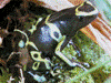 Dendrobates leucomelas