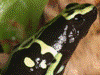 Dendrobates leucomelas