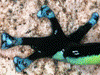Dendrobates leucomelas