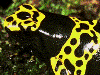 Dendrobates leucomelas