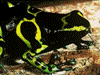 Dendrobates leucomelas