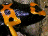 Dendrobates leucomelas