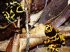Dendrobates leucomelas