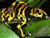 Dendrobates leucomelas