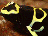 Dendrobates leucomelas