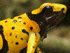 Dendrobates leucomelas