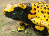 Dendrobates leucomelas