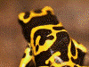 Dendrobates leucomelas