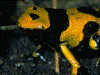 Dendrobates leucomelas