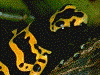 Dendrobates leucomelas