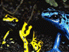 Dendrobates leucomelas